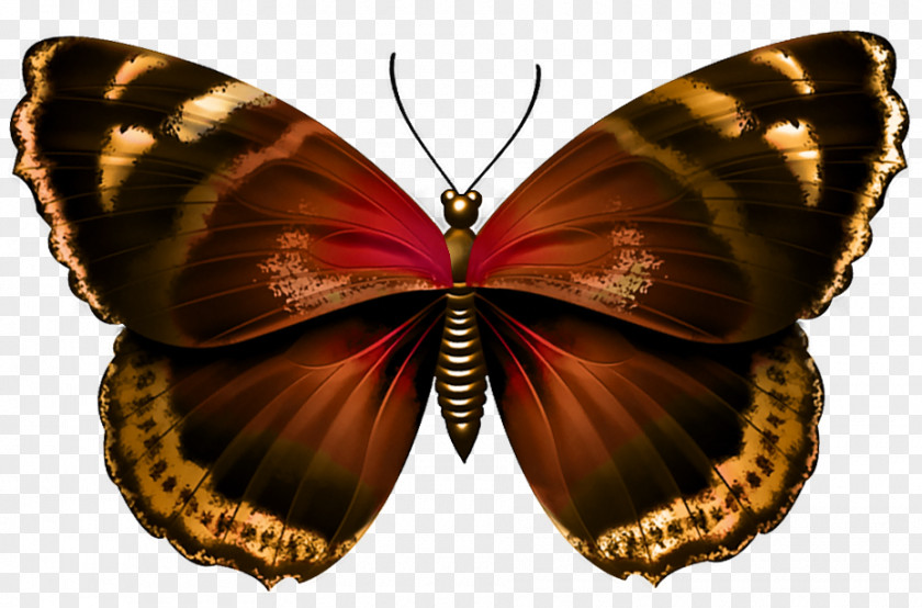 Insect Purple Pink Glasswing Butterfly PNG