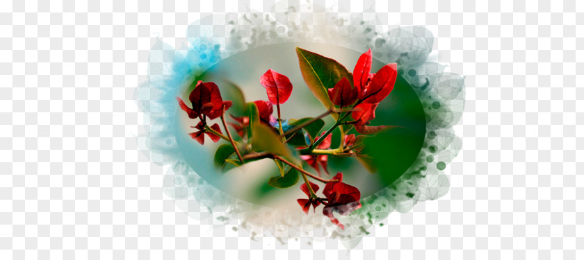 Macro Photography Garden Roses Desktop Wallpaper PNG
