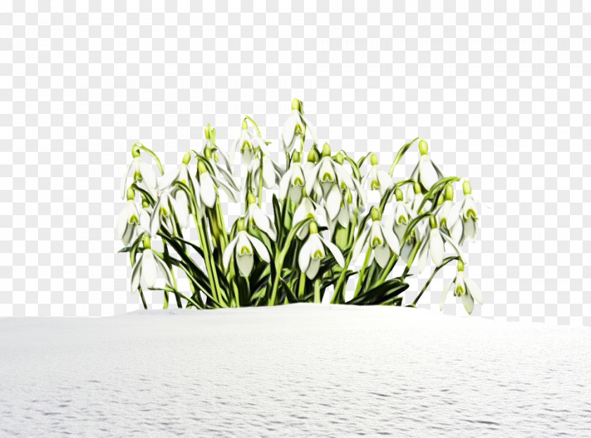 Plant Stem Galanthus Grass Flower Snowdrop Family PNG