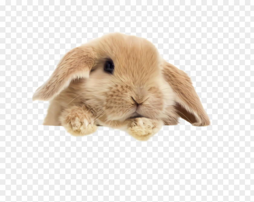 Toy Guinea Pig Rabbit Domestic Rabbits And Hares Beige Brown PNG