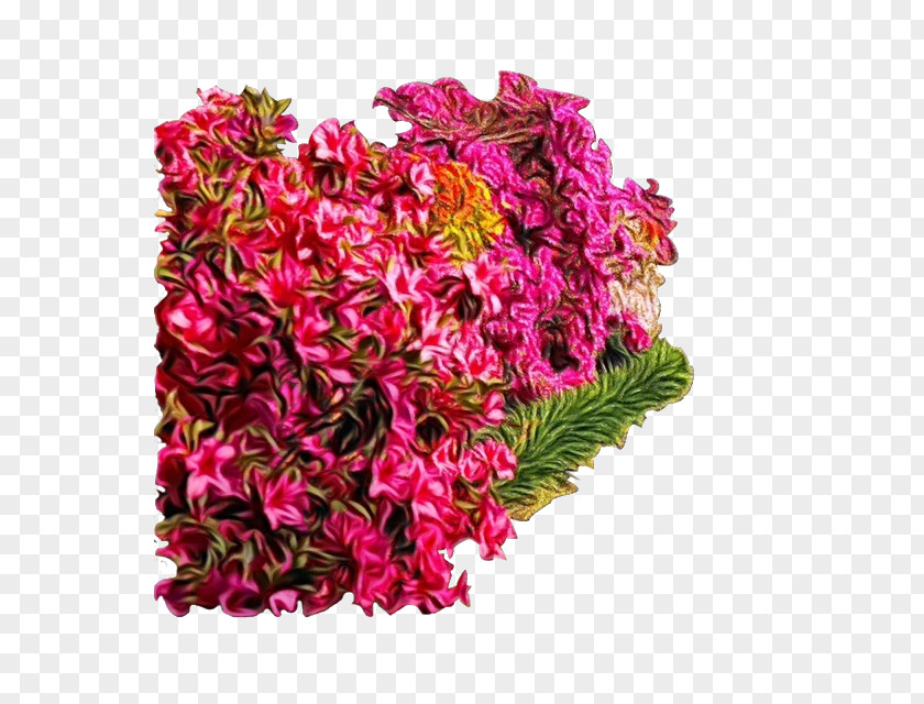 Amaranth Family Bouquet Pink Flower Cut Flowers Plant Magenta PNG