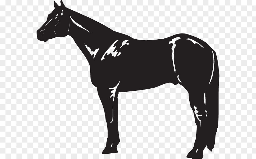 American Quarter Horse Black Stallion Clip Art PNG