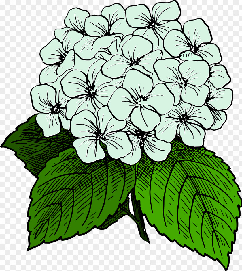 Black And White Flower Clip Art Openclipart French Hydrangea Image Graphics PNG