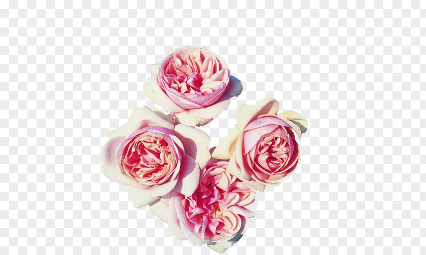 Flower Rosa Peace Hybrid Tea Rose Garden Roses PNG