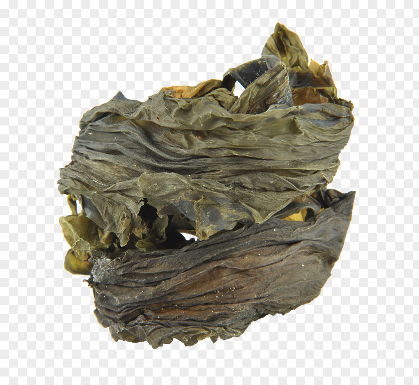 Seaweed Kelp Edible Algae Food PNG