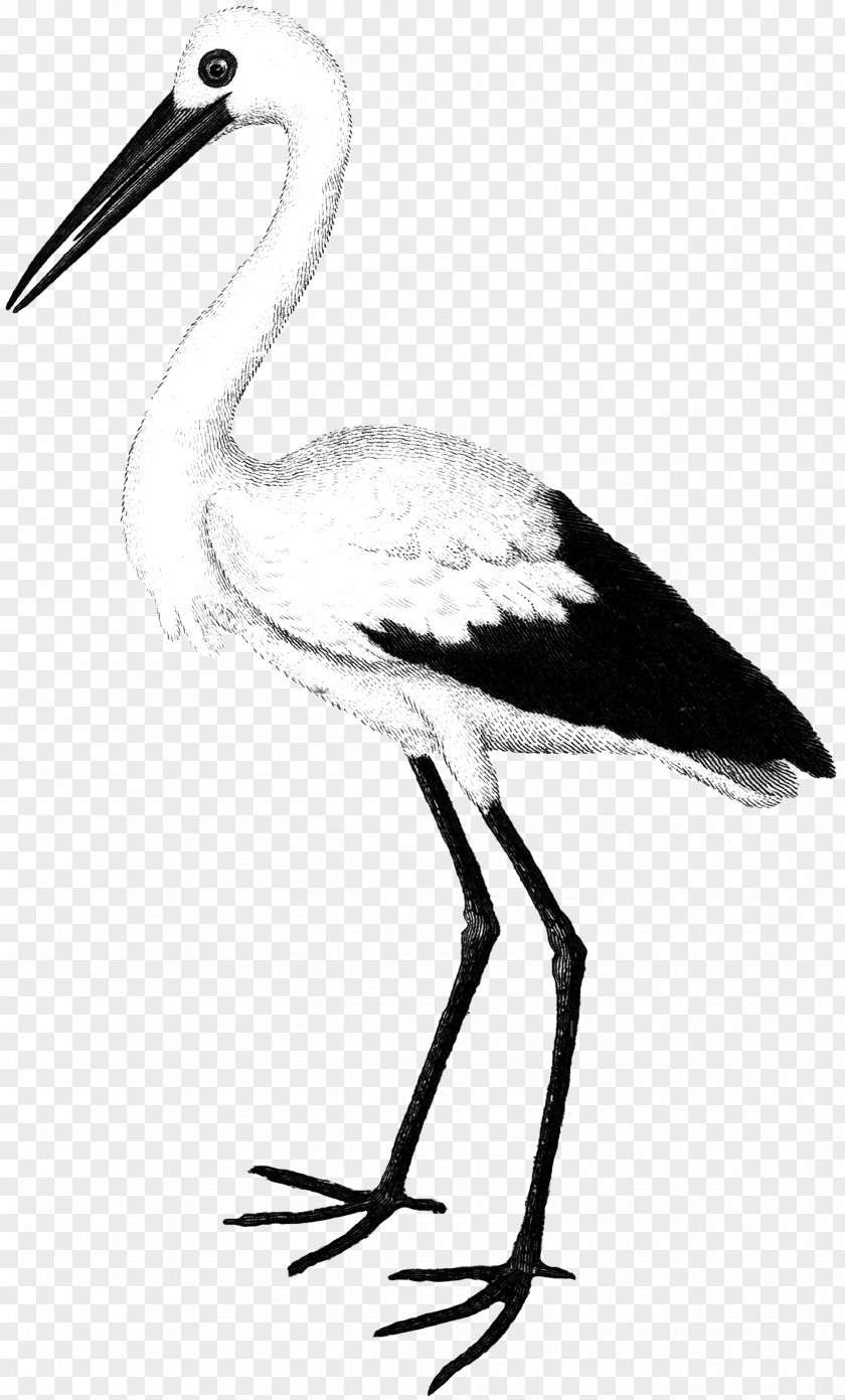 Serene Button Stock Photography White Stork Bird Image PNG