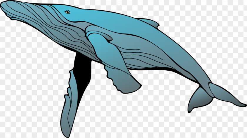 Whale Blue Humpback Clip Art PNG