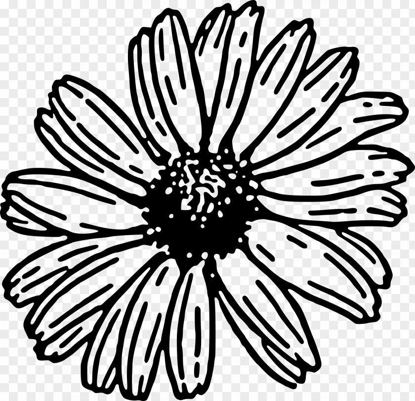 Daisy Clip Art Transvaal Family Common PNG