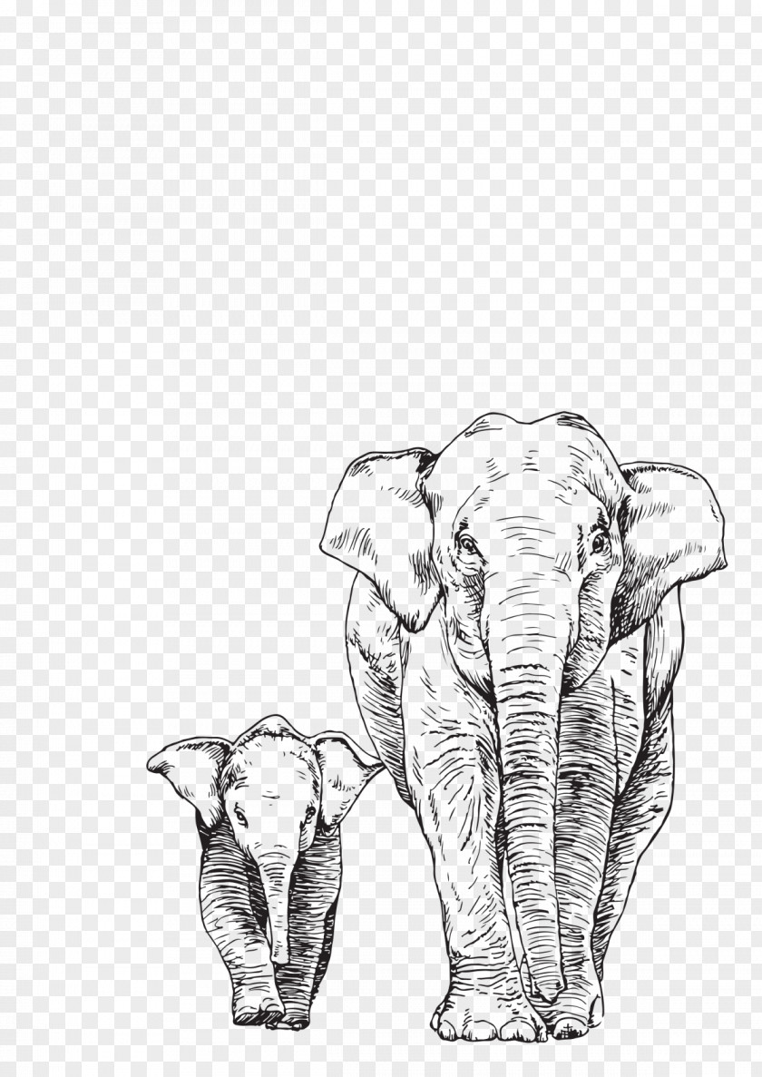 Elephant Asian Drawing African PNG