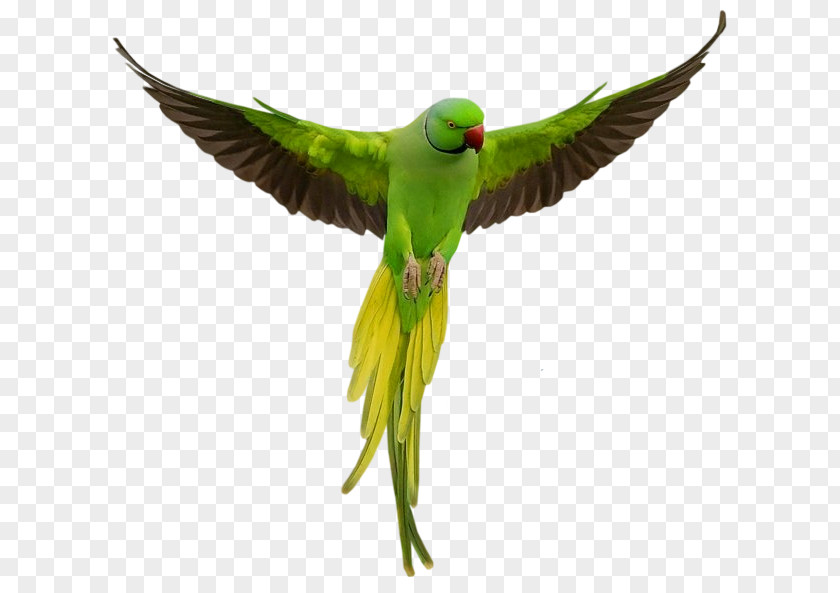 Parrot Rose-ringed Parakeet Lovebird Budgerigar PNG