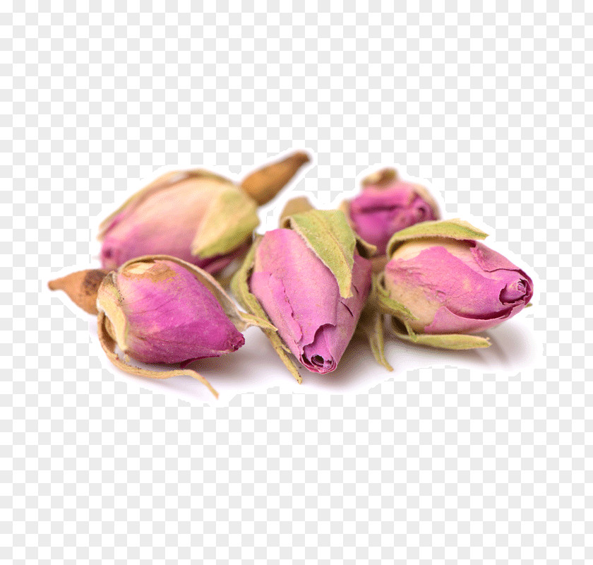 Rose Buds Magenta PNG