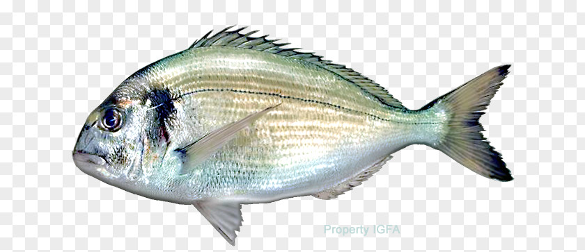 Sea Bream Fish Pagrus Major Red Seabream Gilt-head PNG