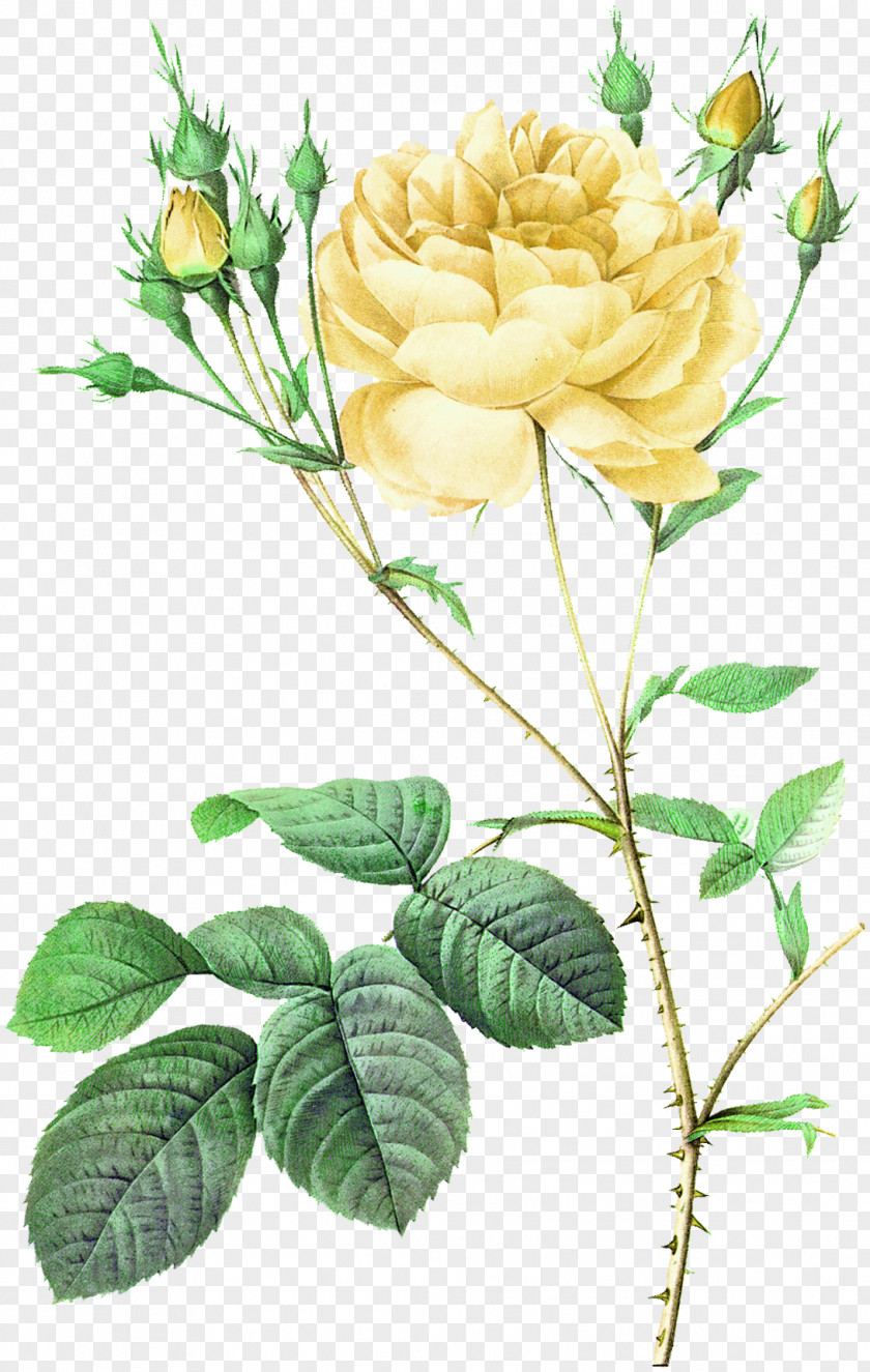 Yellow Fresh Bouquet Decorative Pattern Moss Rose Damask Flower Botanical Illustration Botany PNG