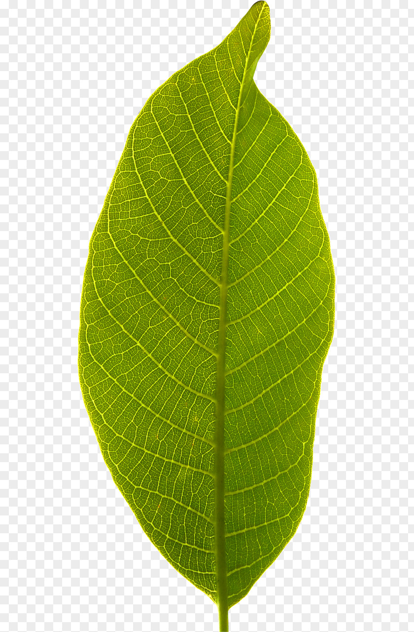 Leaf Desktop Wallpaper PNG