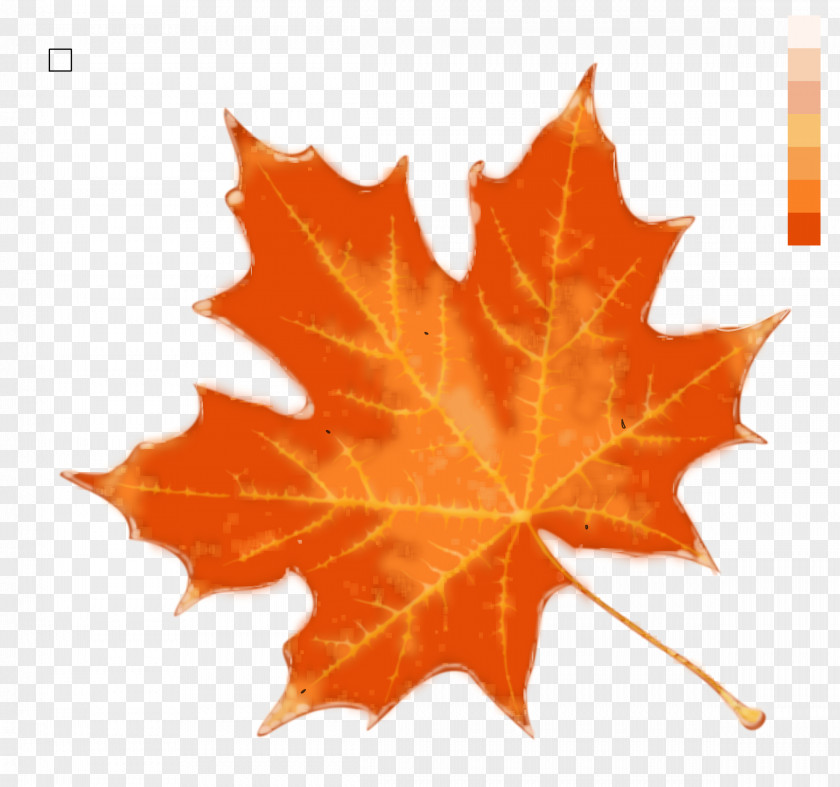 Maple Clipart Autumn Leaf Color Stock Photography PNG