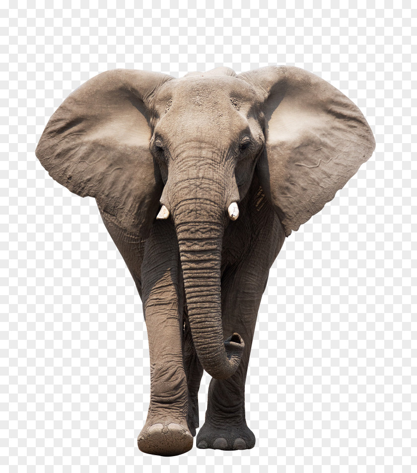 Walking Elephant African Indian World Day Clip Art PNG