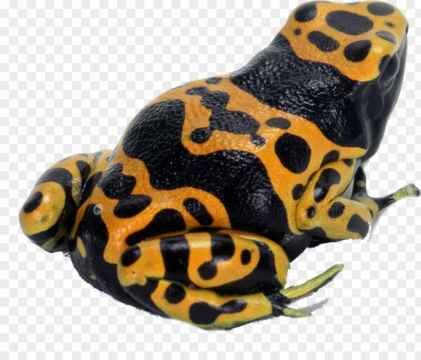 Yellow Frog Edible Pool Common Toad PNG