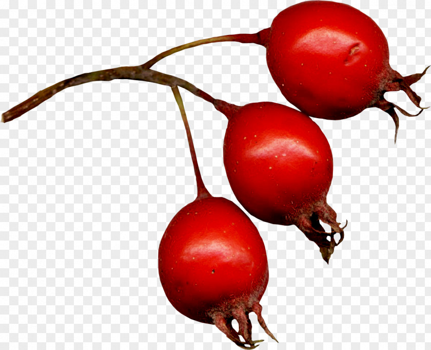 Berries Picture Rose Hip Frutti Di Bosco Hawthorn Clip Art PNG