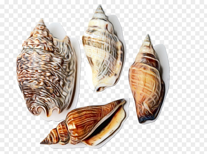 Bivalve Shell Snail Cartoon PNG