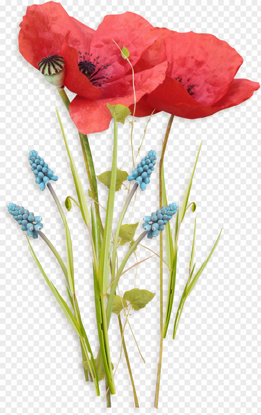 Flowers Poppy PNG