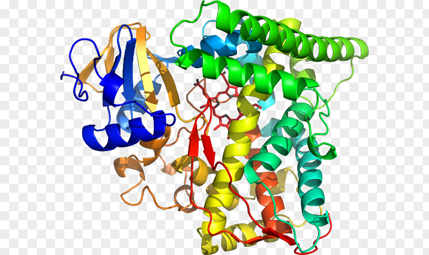 Hay Bacillus Megaterium Unicellular Organism PNG