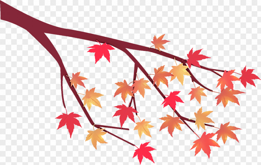 Maple Tree Branch Autumn PNG