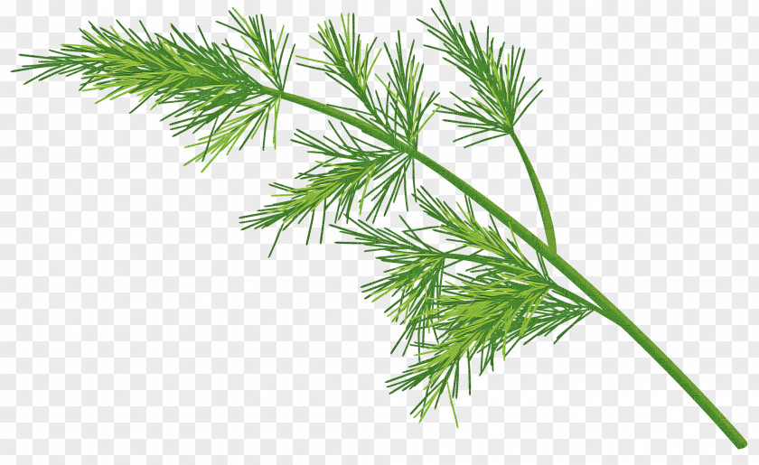 White Pine Plant Grass Red Shortstraw PNG