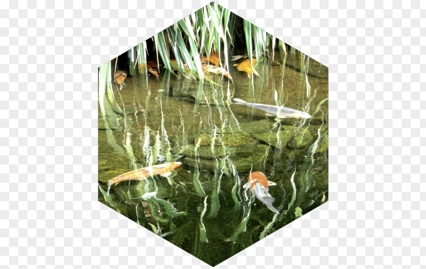 Aquatic Plants Koi Fish Pond Ecosystem PNG