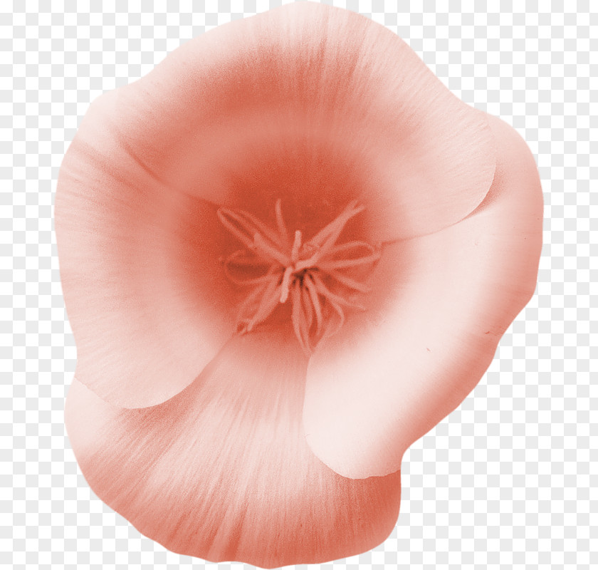 Flower PNG