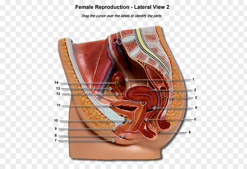 Parts Of The Female Reproductive System Human Body Uterus Gestation PNG
