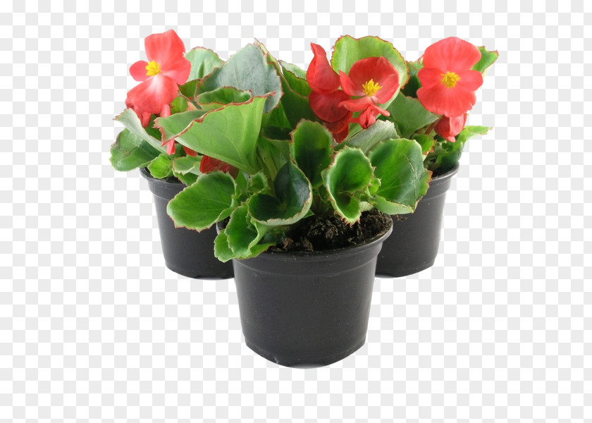 Plant Wax Begonia Houseplant Elatior Annual PNG