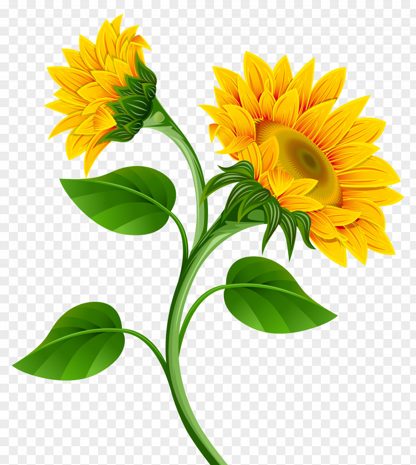 Sunflowers Clipart Image Common Sunflower Pixel PNG