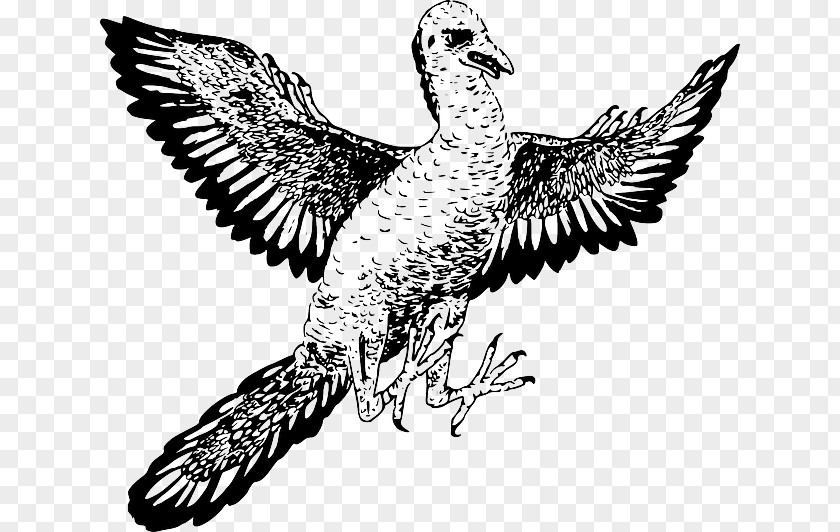 Dinosaur Archaeopteryx Microraptor Bird Reptile PNG