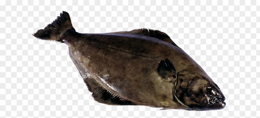 Fish Atlantic Halibut Seafood Cod PNG