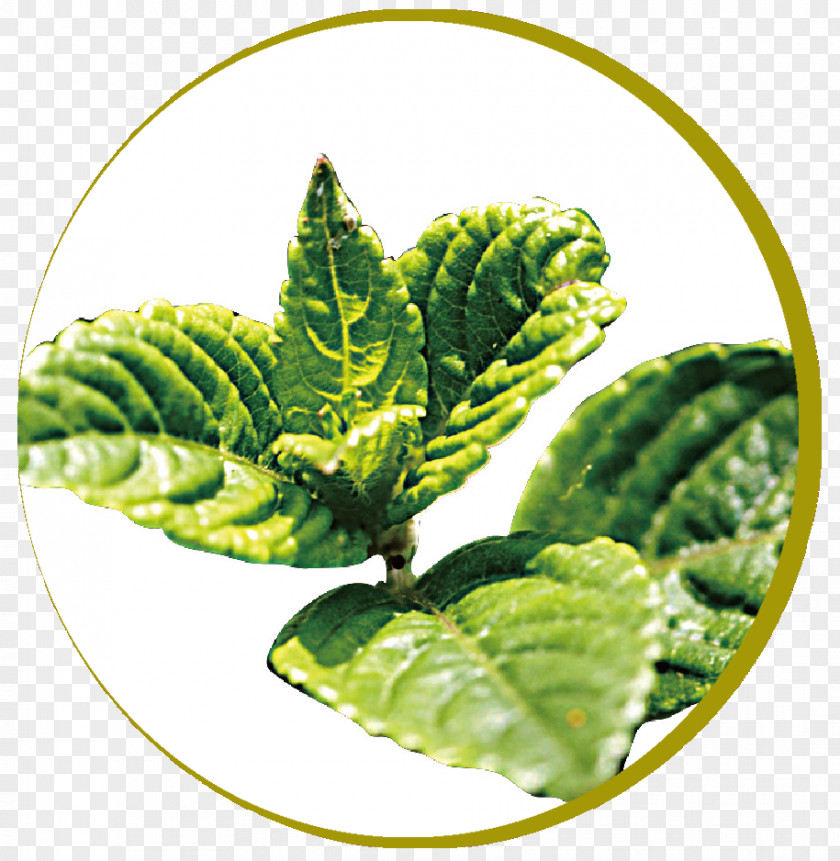 Mung Bean Taro Ball Tuber Leaf Vegetable Yam PNG