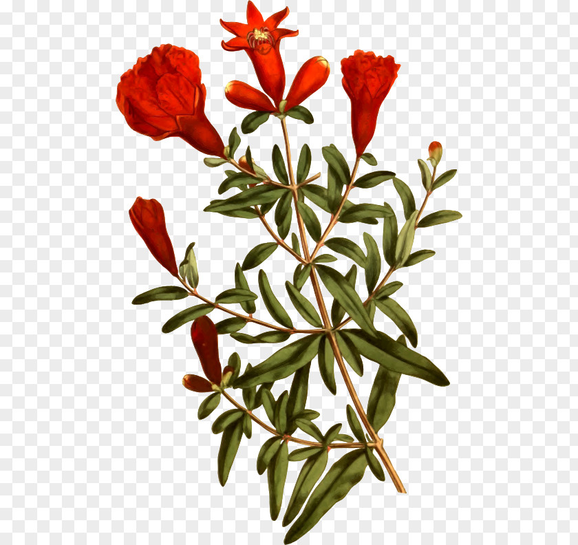 Pomegranate Tree Emery's Fine Arts Gallery Plant Flower PNG