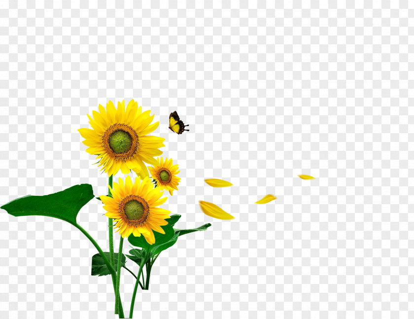 Sunflower Butterfly Common Gratis Computer File PNG
