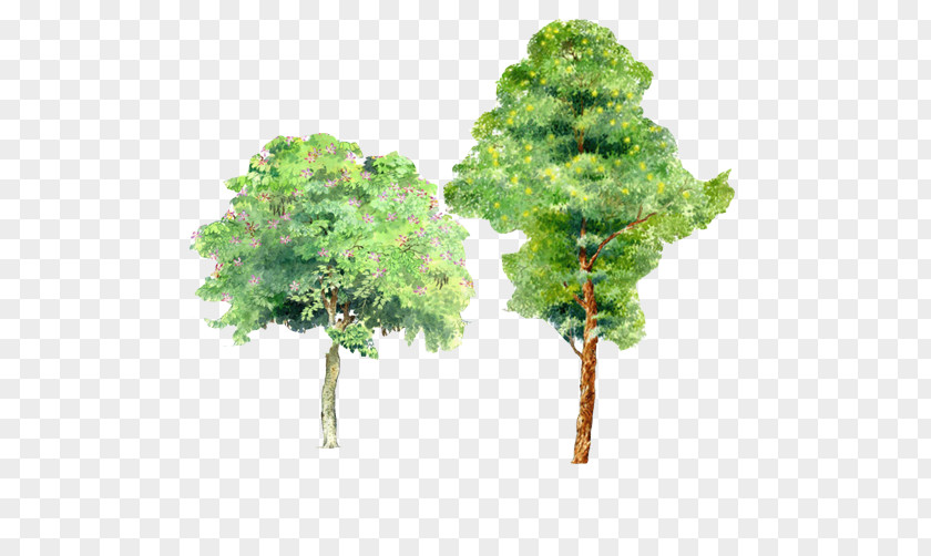 Trees Watercolor Picture Material PNG