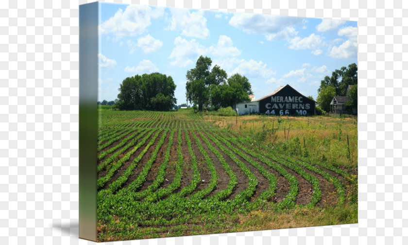 Cavern Meramec Caverns Farm U.S. Route 66 Gallery Wrap Canvas PNG