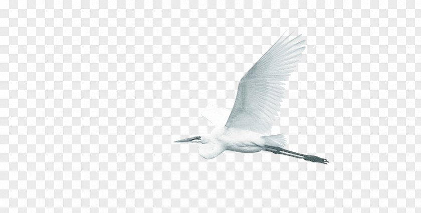 Crane Water Bird Wing Beak Feather PNG