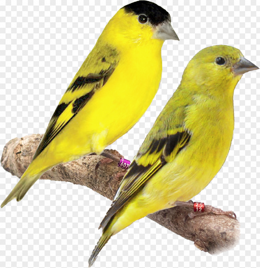 Domestic Canary European Goldfinch Eurasian Siskin Yellow-faced Tarin PNG