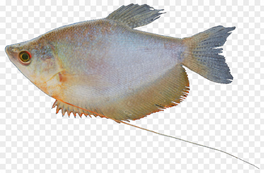 Fish Freshwater Fresh Water Ornamental Bluespot Mullet PNG