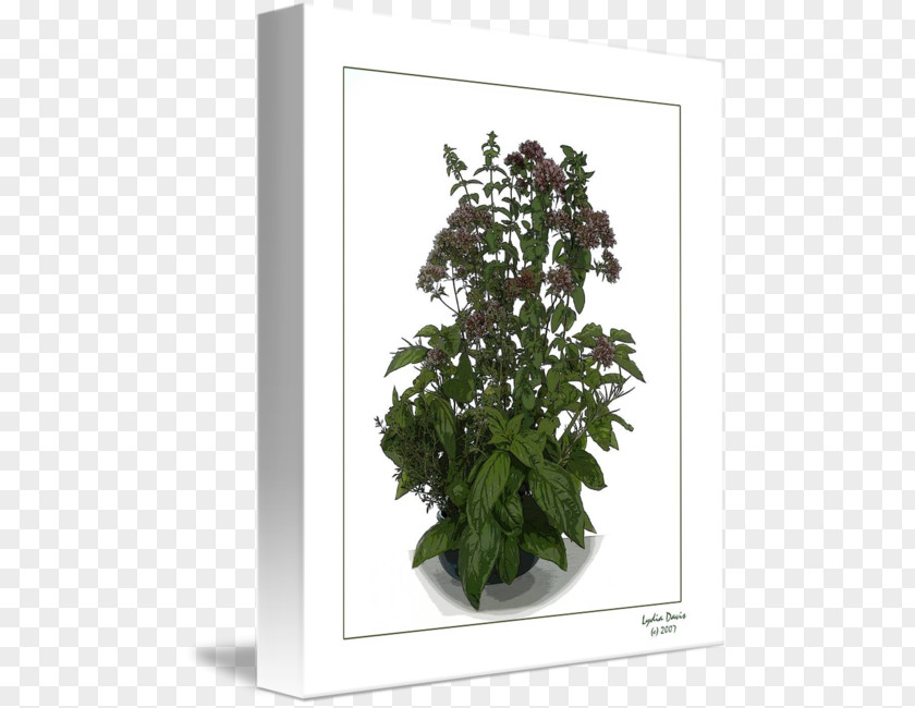 Flower Flowerpot Houseplant Shrub Common Lilac PNG