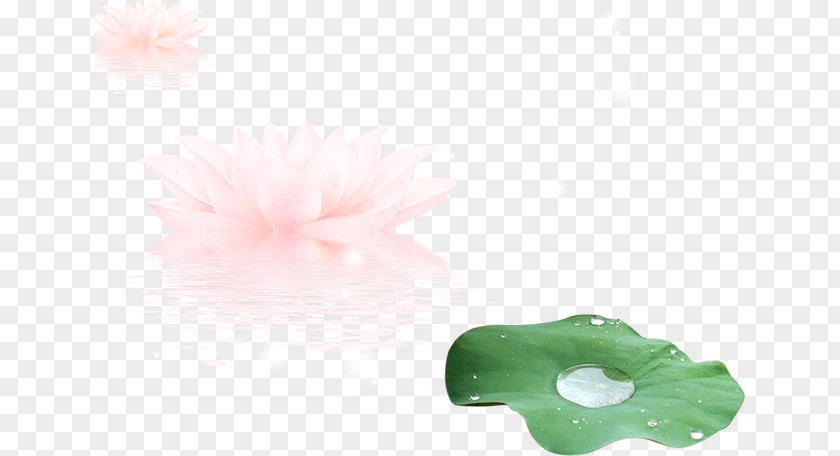 Lotus Leaf Guyu PNG