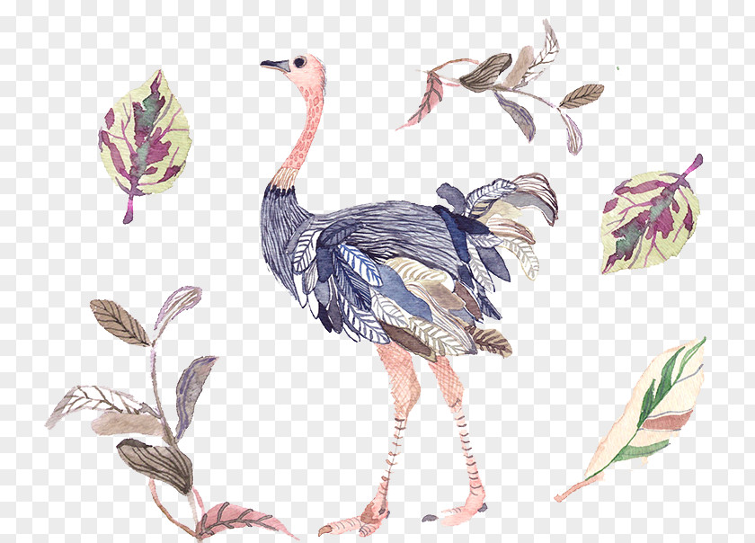 Painted Peacock Pattern Illustration PNG