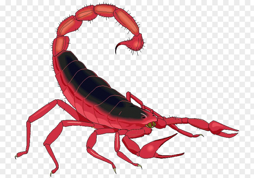 Scorpions Scorpion Casey Demons Invertebrate Clip Art PNG