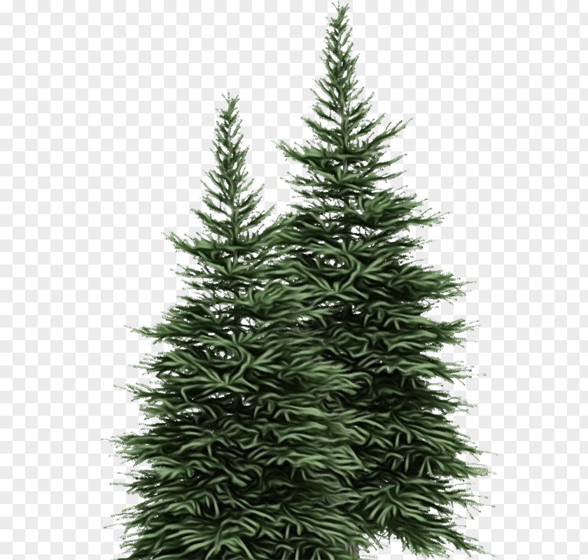 Silvertip Fir Oregon Pine Christmas Tree PNG