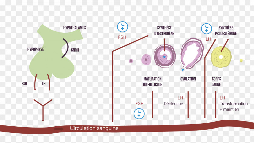 Design Brand Diagram Cartoon PNG