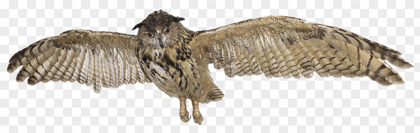 Flying Owl Eurasian Eagle-owl Great Horned Bird Grey PNG