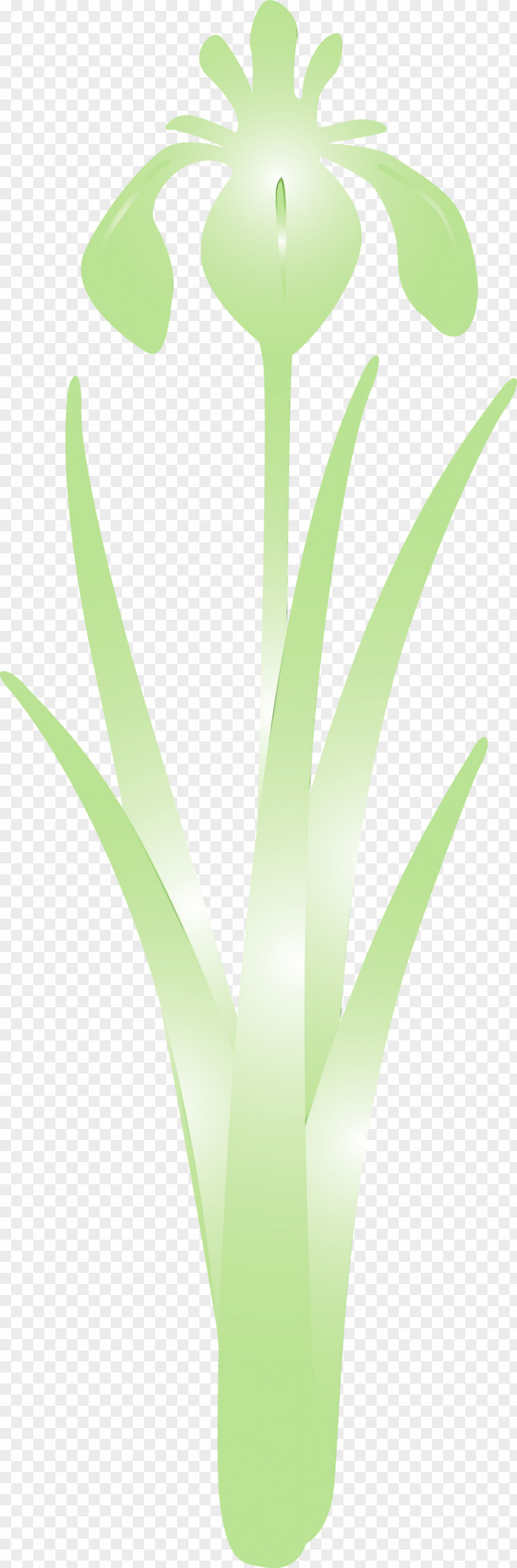Green Leaf Plant Flower Grass Family PNG